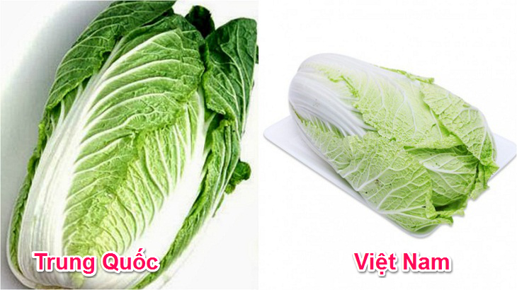 Cải thảo Việt Nam