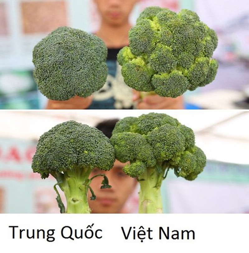 Súp lơ của Trung Quốc 